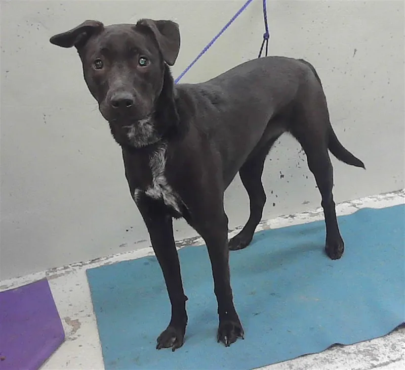 A young small-sized female Staffordshire Bull Terrier dog named Ceres for adoption in Houston, TX