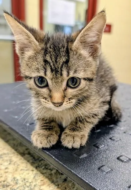 A baby small-sized male Domestic Short Hair cat named Sears for adoption in Independence, MO