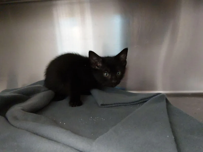 A baby medium-sized male Black Domestic Short Hair cat named Doritos for adoption in Liberty, MO