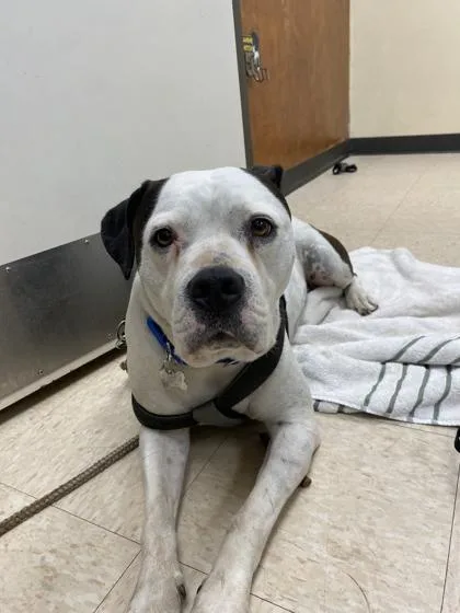 A senior large-sized female Pit Bull Terrier dog named Dalyla for adoption in Burlington, WA