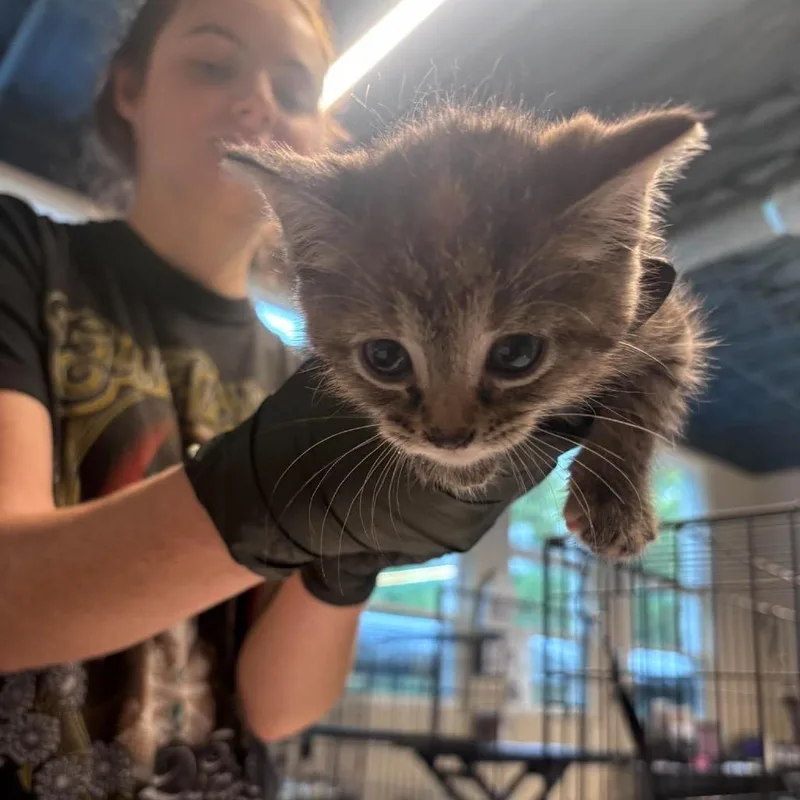 A baby small-sized female Brown / Chocolate American Shorthair cat named Carla for adoption in Huntington, WV