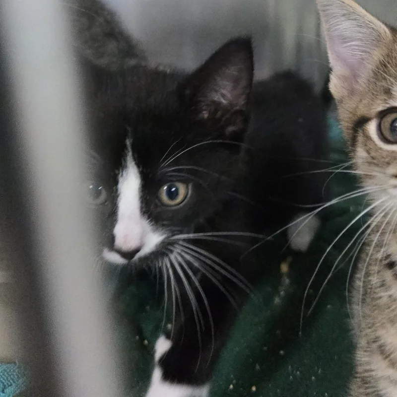 A baby small-sized male Black Domestic Short Hair cat named Oklahoma for adoption in Tawas City, MI