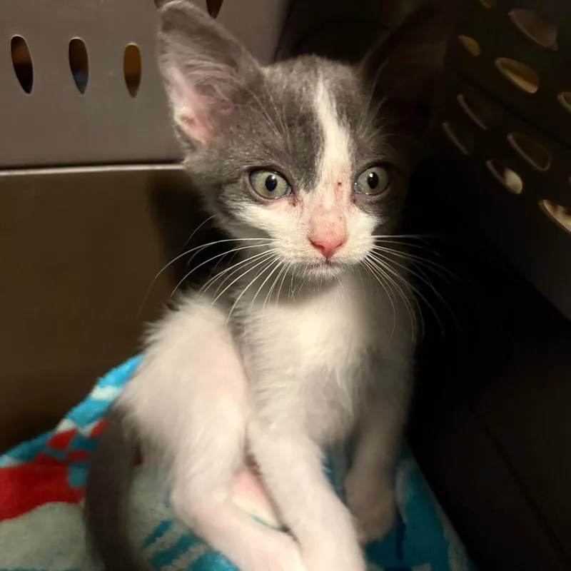 A baby small-sized male Gray / Blue / Silver Domestic Short Hair cat named Bippity WillisRW for adoption in Tallahassee, FL