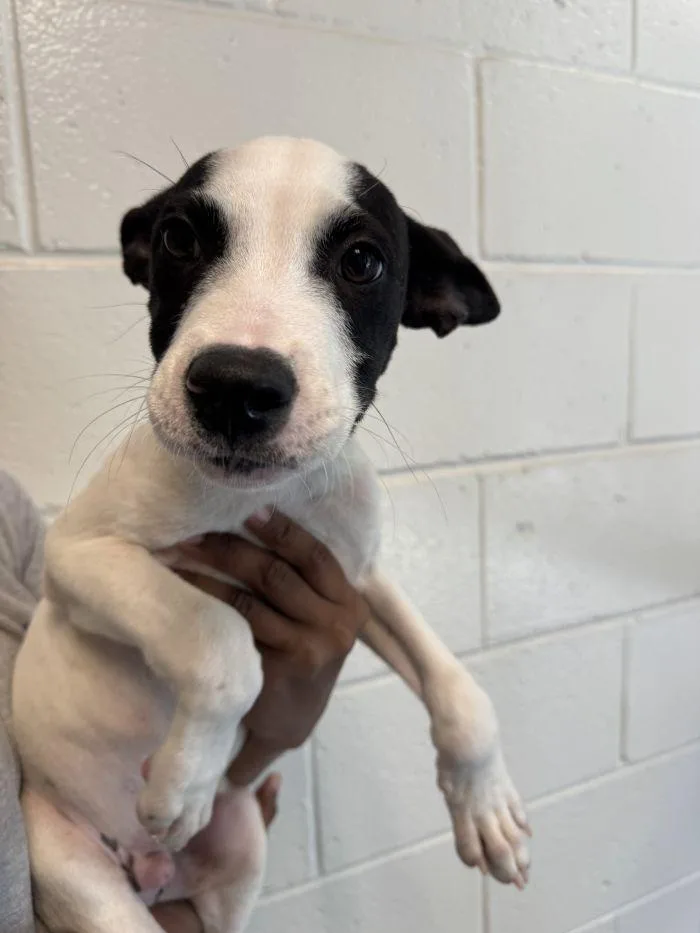 A young medium-sized male Terrier dog named Bob for adoption in Hilton Head Island, SC