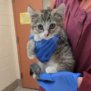 A baby small-sized male Brown / Chocolate Domestic Short Hair cat named Gatekeeper for adoption in Springfield, MA