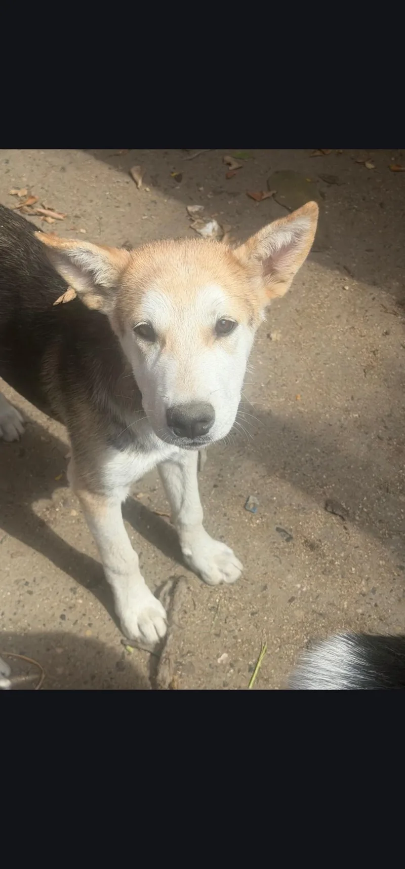 A young medium-sized male Australian Shepherd dog named Klaus for adoption in Hardin, MT