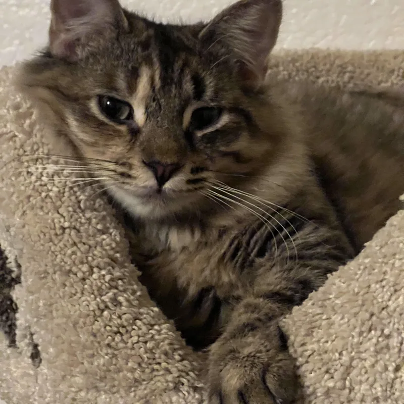 A young medium-sized female Torbie Domestic Medium Hair cat named Avery for adoption in Palm Desert, CA