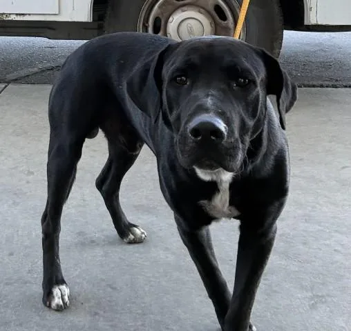 A young large-sized male Pit Bull Terrier dog named Jerry for adoption in Bakersfield, CA