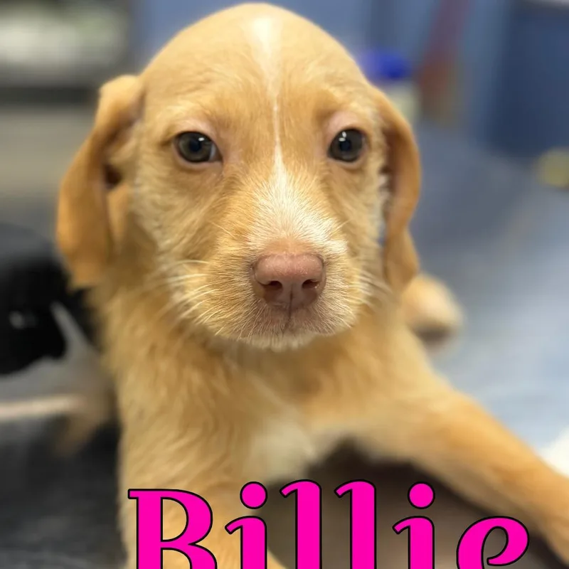 A baby small-sized female White / Cream Terrier dog named Billie for adoption in Wappingers Falls, NY