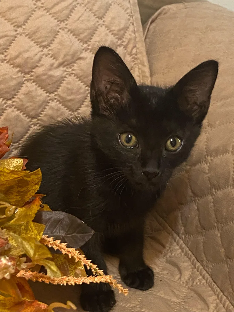 A baby medium-sized female Domestic Short Hair cat named Birdie for adoption in Keller, TX