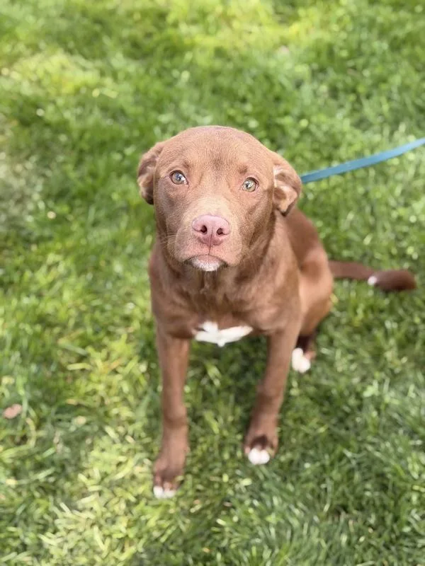 A young medium-sized male Labrador Retriever dog named Marathon for adoption in Lancaster, OH