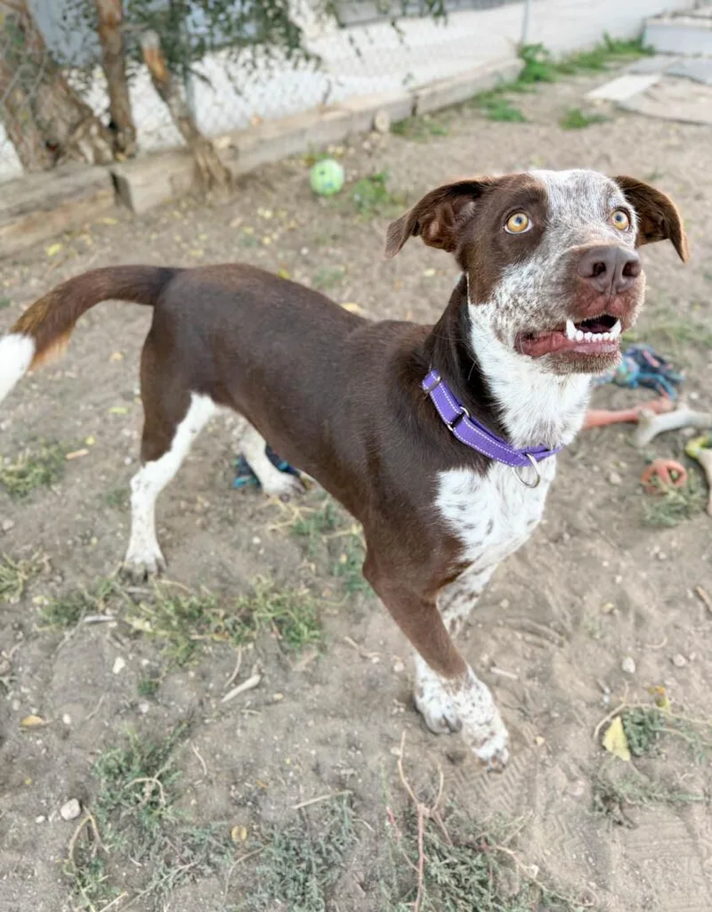 A young medium-sized male German Shorthaired Pointer dog named Sawyer for adoption in Windsor, CO
