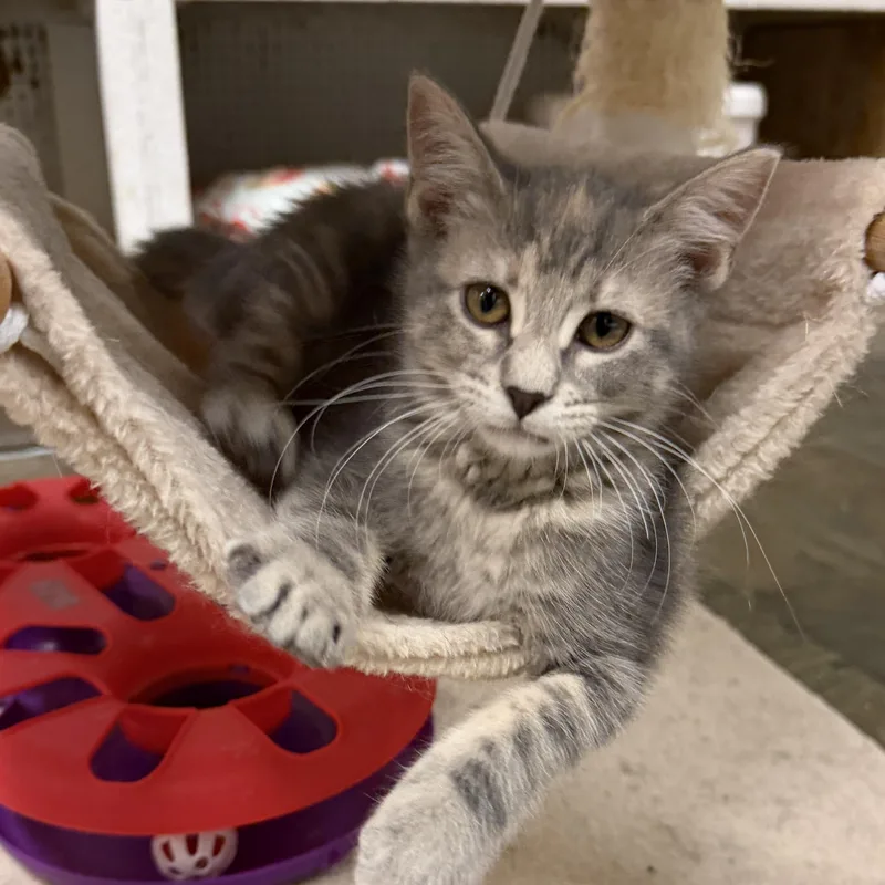 A baby small-sized female Dilute Tortoiseshell cat named Blackberry for adoption in Mauston, WI