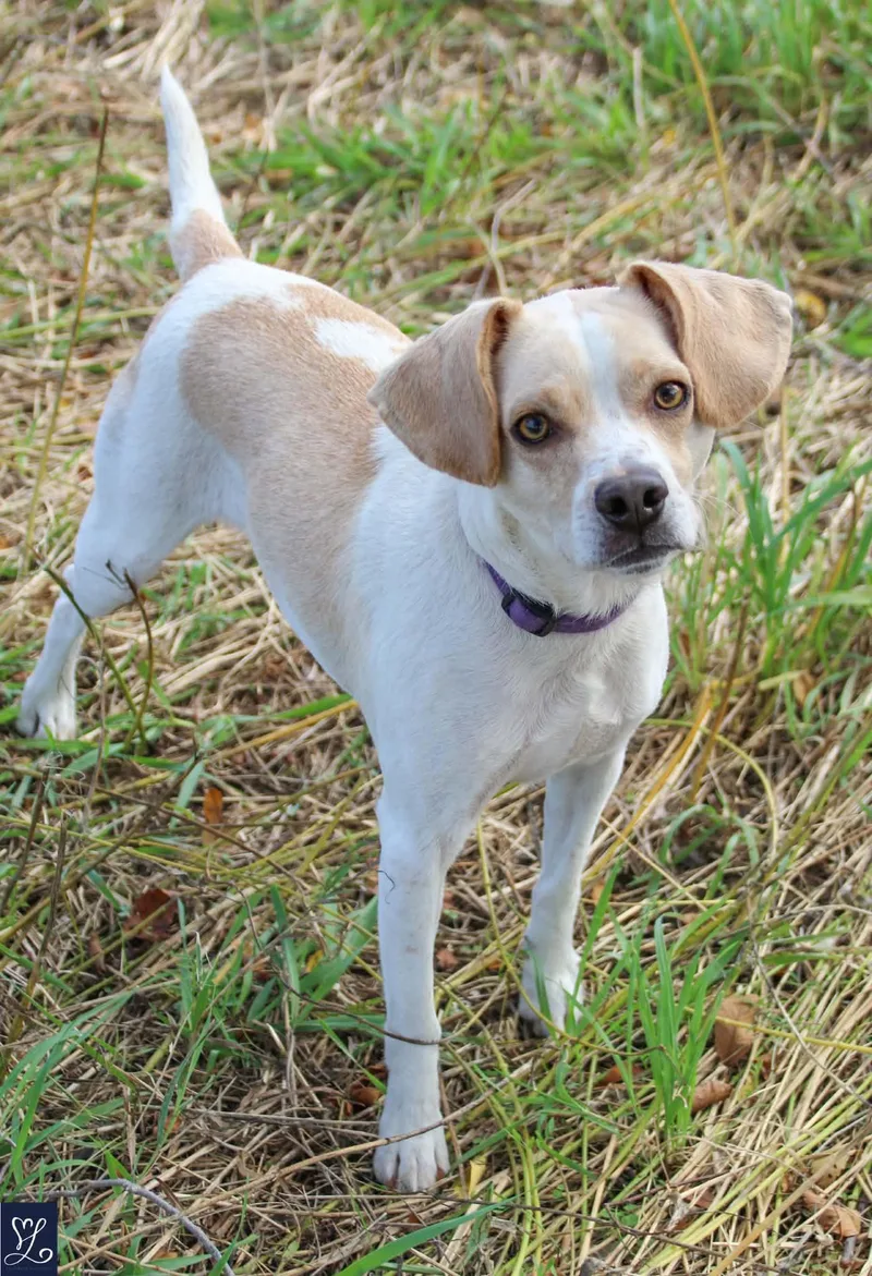 A young medium-sized male Beagle dog named Marley for adoption in LeRoy, NY