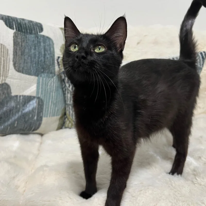 A young medium-sized female Black Domestic Short Hair cat named Nyx for adoption in Houston, TX