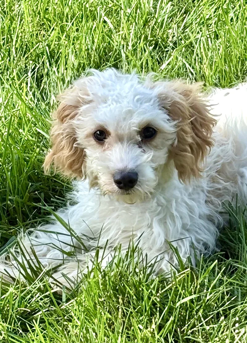 Puppy Elliott