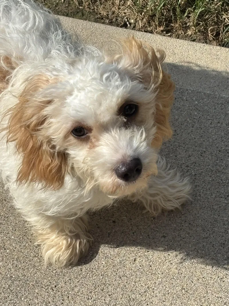 Puppy Elliott thumbnail 2