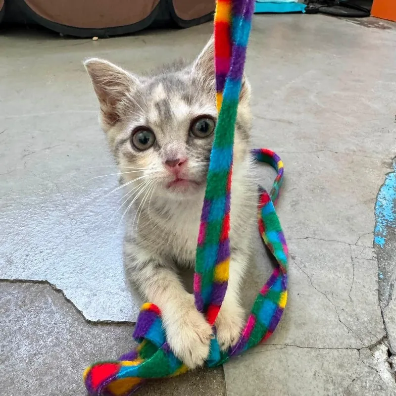 A baby small-sized female Calico Domestic Short Hair cat named Rubber Duckie for adoption in La Grange, KY