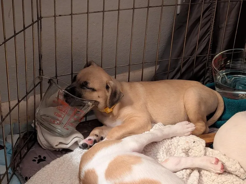 A baby medium-sized male Terrier dog named Carmen for adoption in Bellingham, WA
