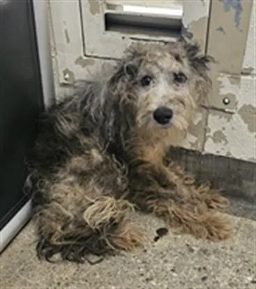 A young medium-sized male Schnauzer dog named Buzz for adoption in Los Angeles, CA
