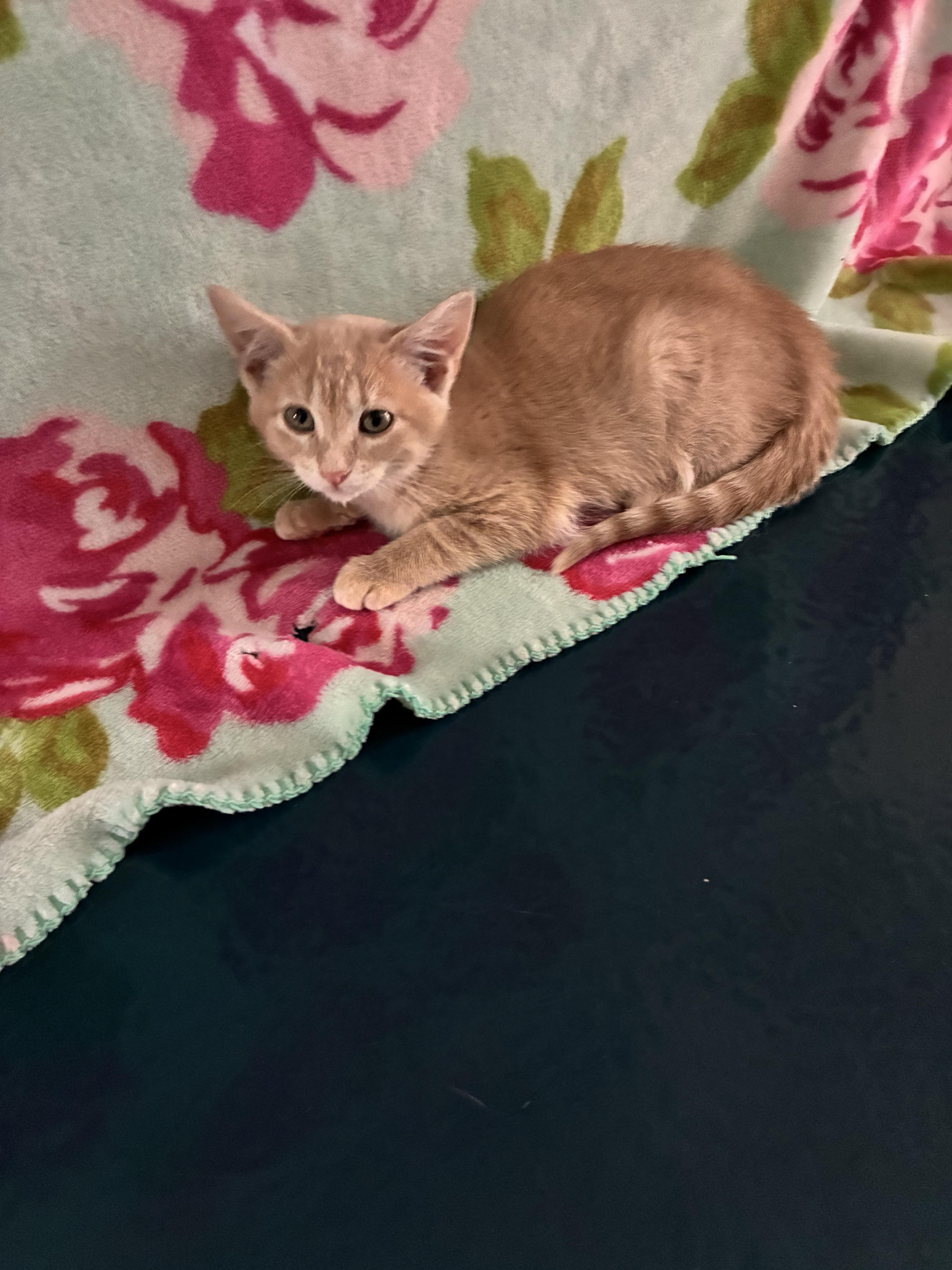 A baby medium-sized female Orange / Red Domestic Short Hair cat named Emily for adoption in Rock Falls, IL