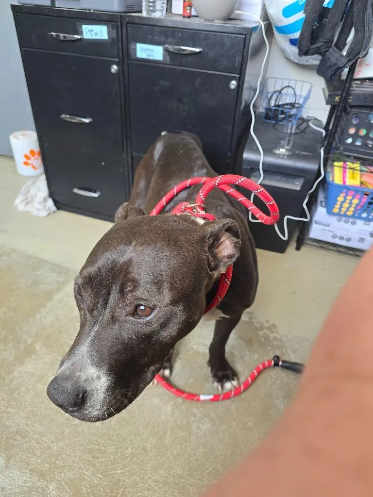 An adult medium-sized female Pit Bull Terrier dog named Monday Rose for adoption in Camden, TN