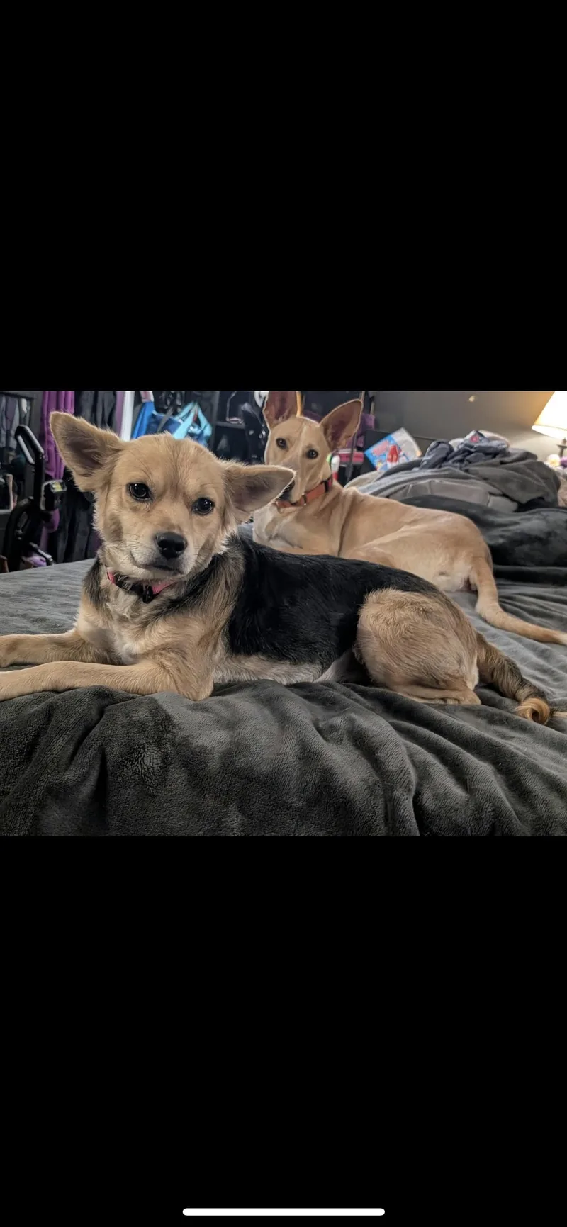 An adult small-sized female Apricot / Beige Terrier dog named Alexa for adoption in Hamden, CT