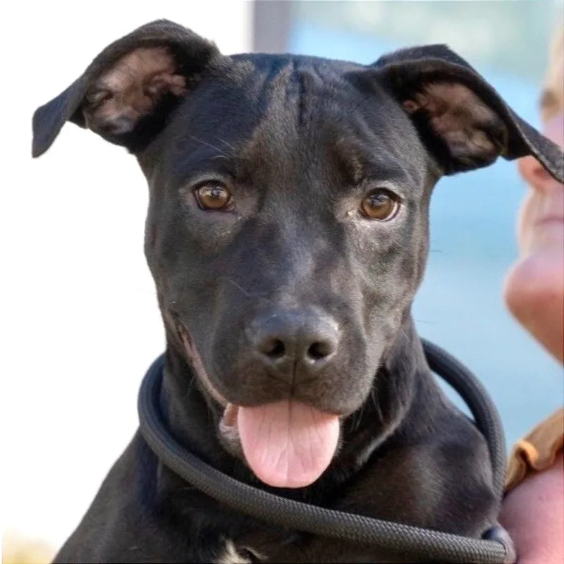 A baby medium-sized female Black Labrador Retriever dog named Bismuth for adoption in Brownsboro, AL
