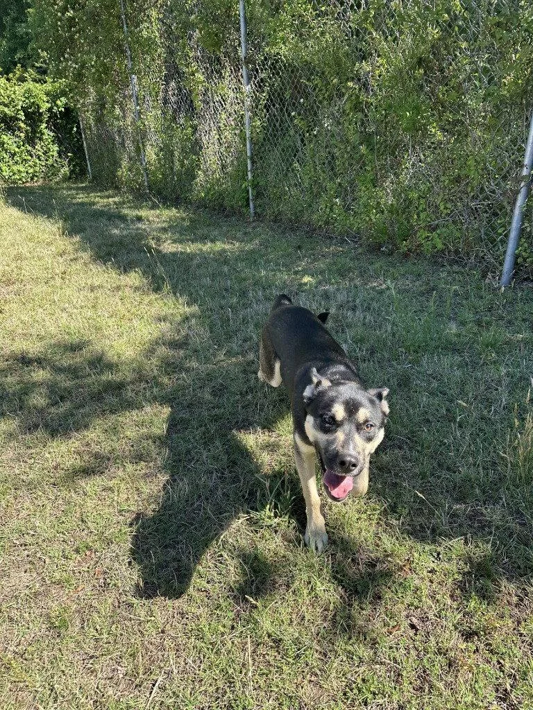 An adult large-sized male Labrador Retriever dog named Da  Astro for adoption in Glen Allen, VA