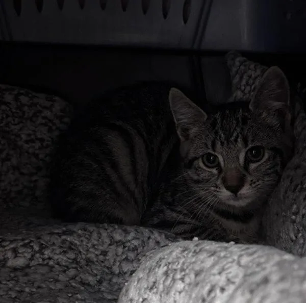 A baby small-sized female Domestic Short Hair cat named Reva for adoption in Escondido, CA