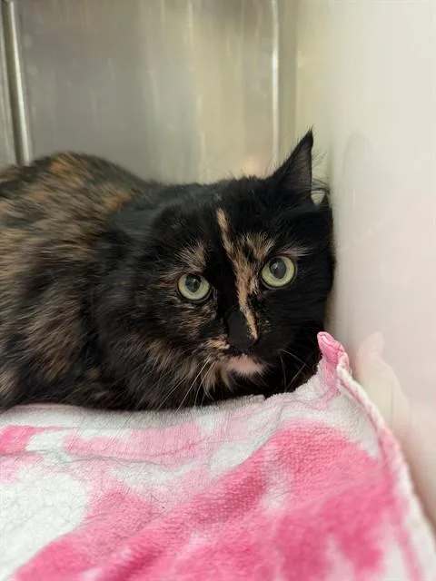 Mama Cat