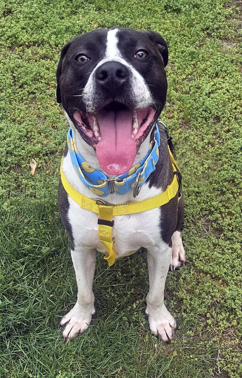 A young medium-sized male Pit Bull Terrier dog named Steven Tyler for adoption in Framingham, MA