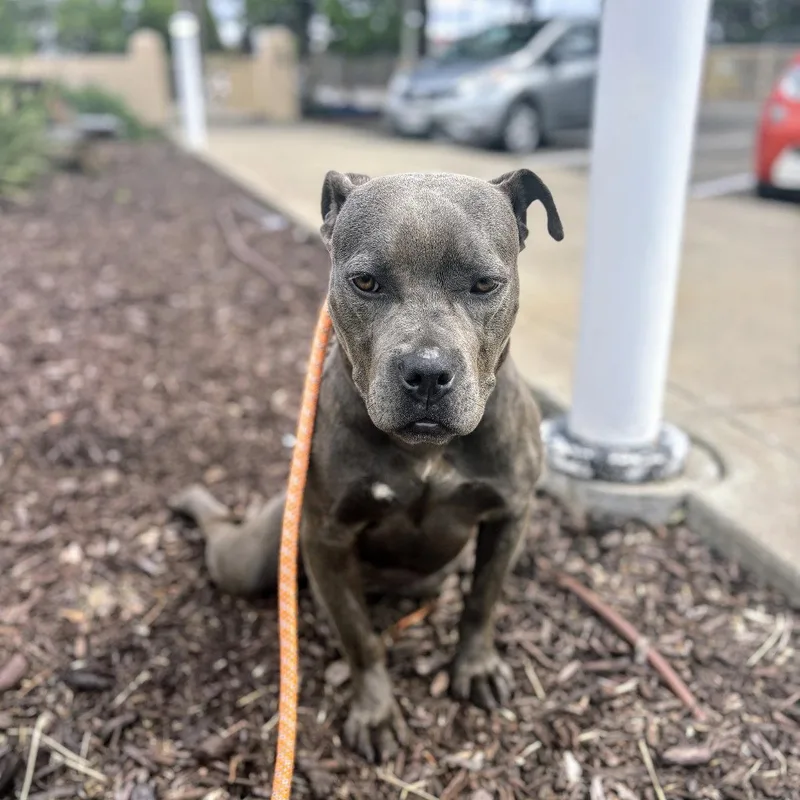 A young medium-sized female Pit Bull Terrier dog named Viola for adoption in Oakland, CA