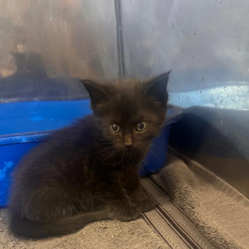 A baby small-sized male Black Domestic Short Hair cat named Count Chocula for adoption in Starkville, MS