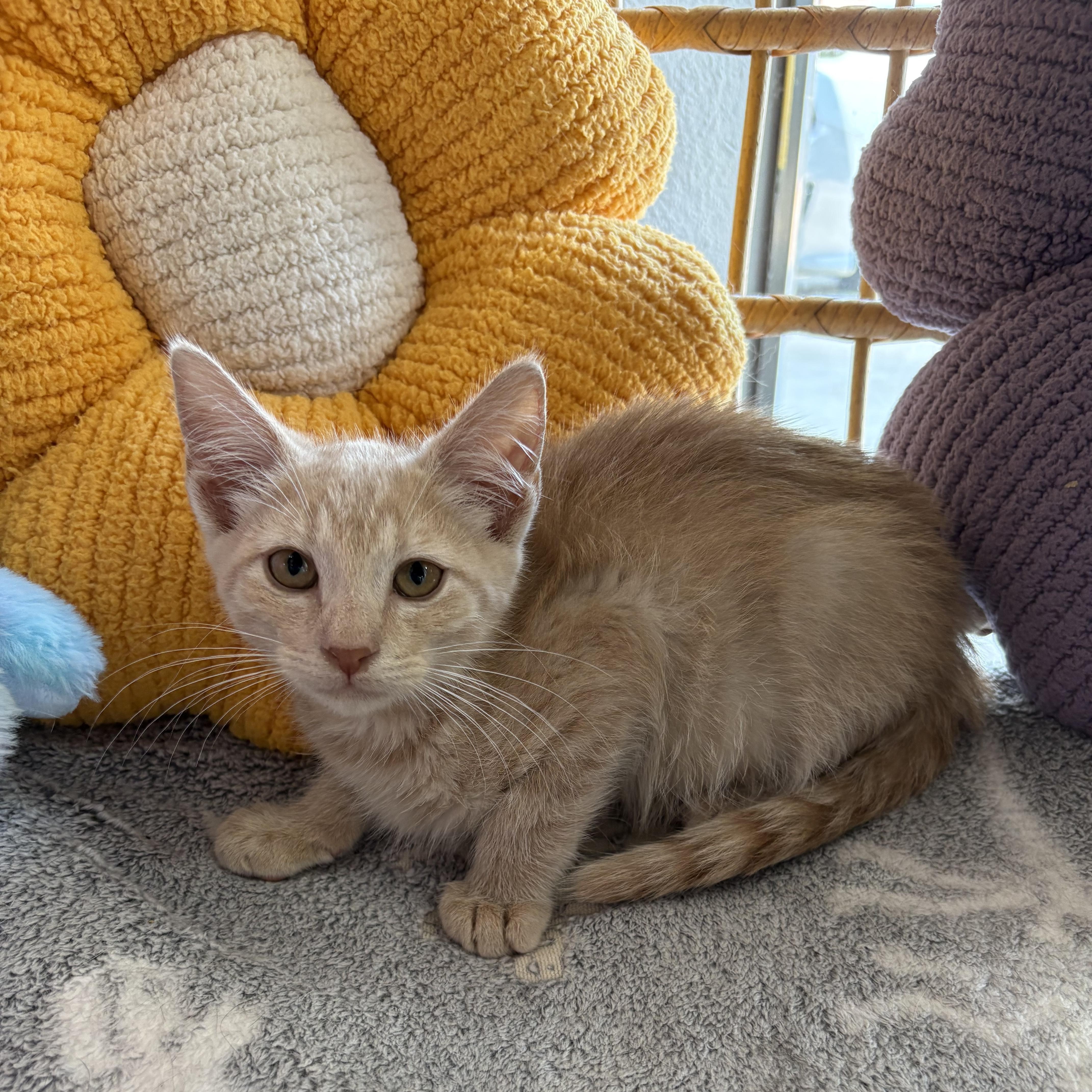 A baby medium-sized male Tabby (Orange / Red) Domestic Medium Hair cat named Azriel for adoption in Liverpool, TX
