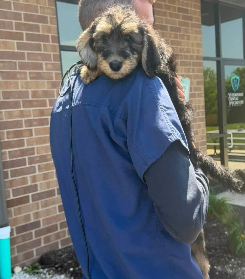 A young medium-sized female Poodle dog named Hannah Montana for adoption in Grafton, WI