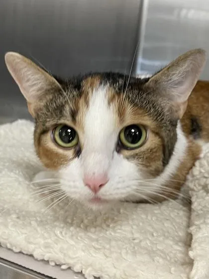 An adult medium-sized female Domestic Short Hair cat named Nico for adoption in San Antonio, TX