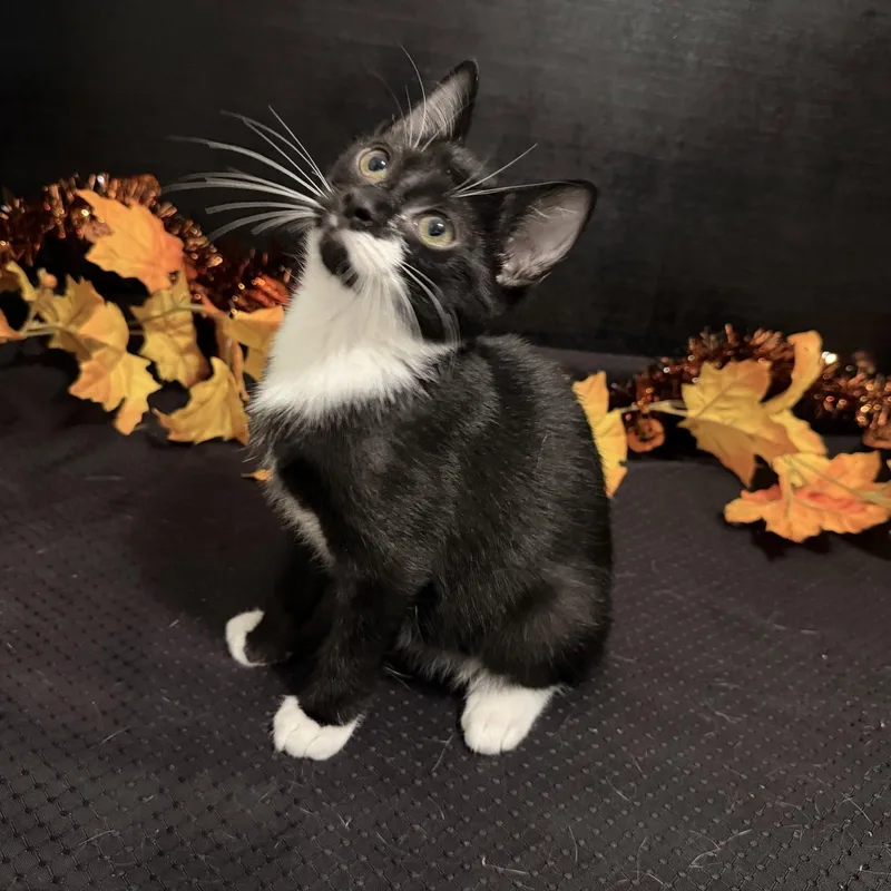 A baby small-sized male Black & White / Tuxedo Tuxedo cat named Murphy for adoption in Fayetteville, GA