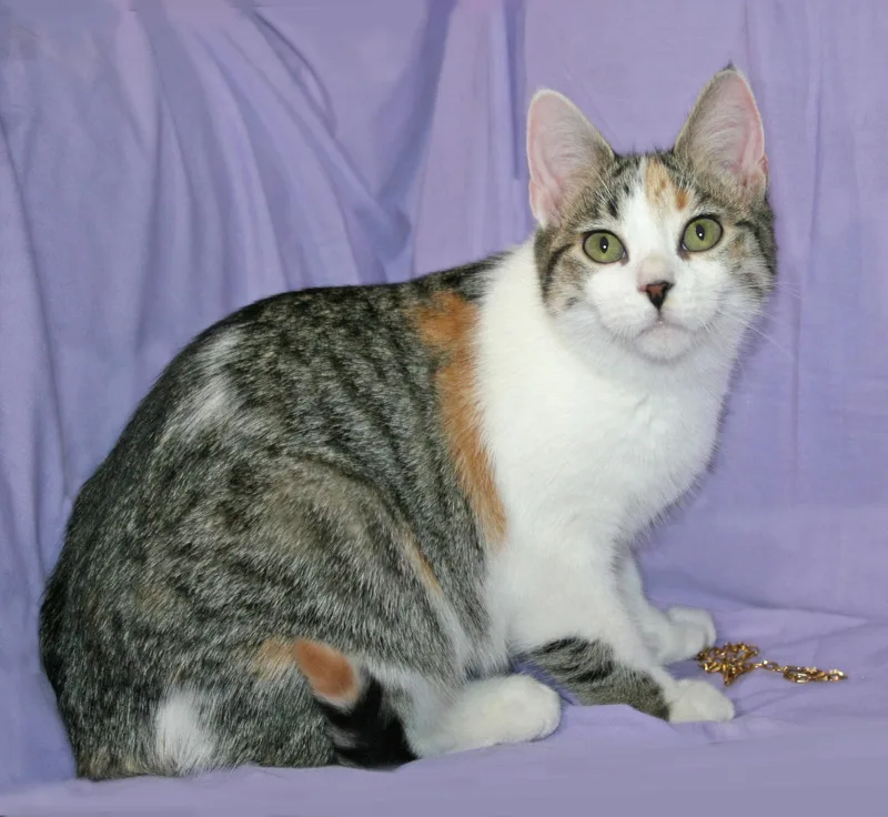 A baby medium-sized female Domestic Short Hair cat named Soleil for adoption in Victoria, MN