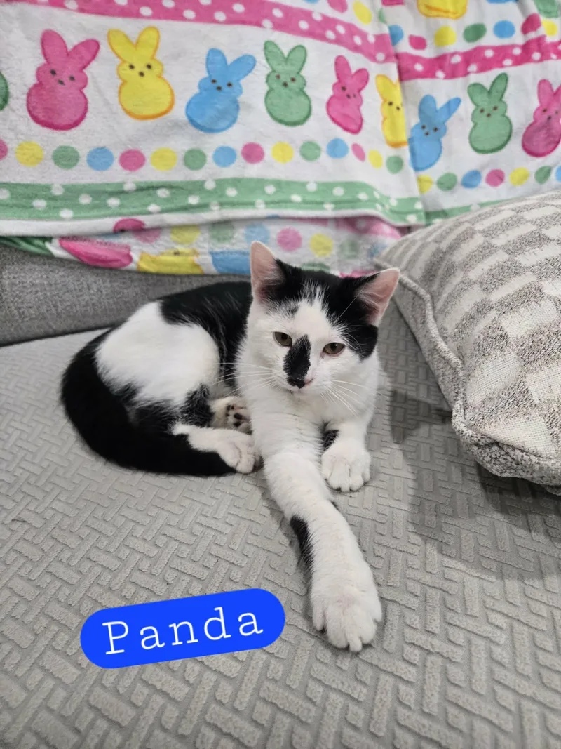 A young small-sized male Black & White / Tuxedo Domestic Short Hair cat named Panda for adoption in oxford, PA