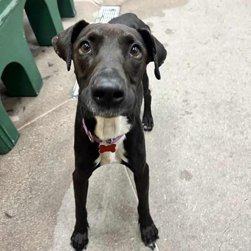 An adult medium-sized female Black Labrador Retriever dog named Abigail for adoption in Las Vegas, NV