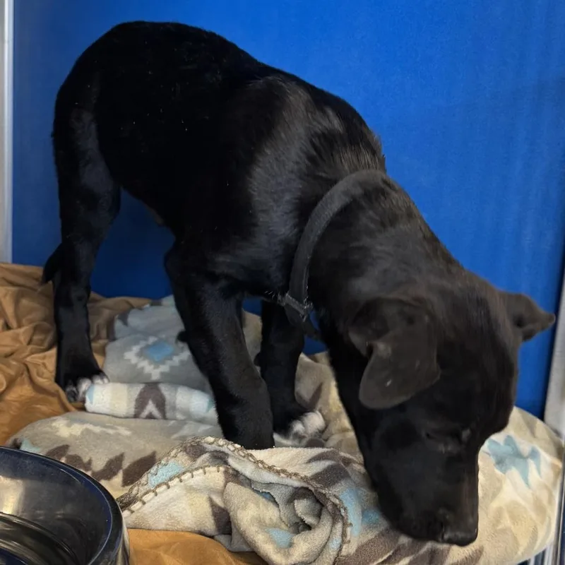 A baby medium-sized male Black Mixed Breed dog named Kenji for adoption in Las Cruces, NM