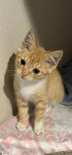 A baby small-sized male Domestic Short Hair cat named Sunny for adoption in Alameda, CA