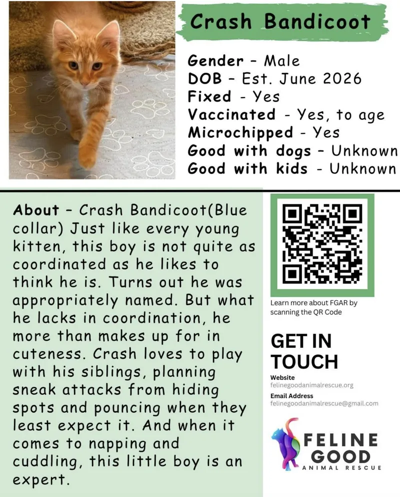 A baby medium-sized male Tabby (Orange / Red) Domestic Long Hair cat named Crash Bandicoot for adoption in Eugene, OR