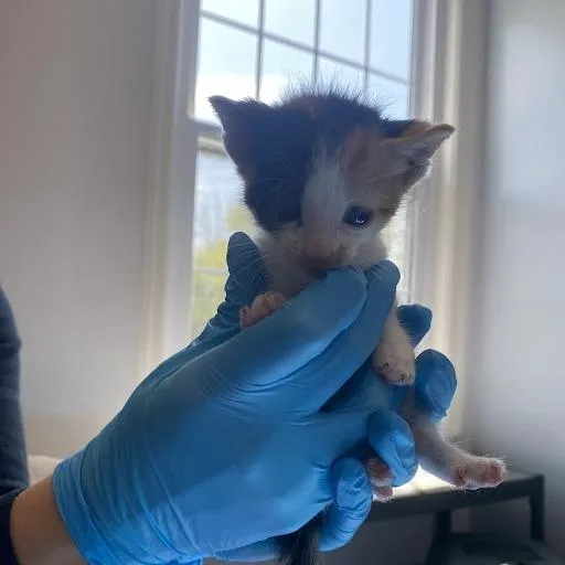 A baby small-sized female Calico Domestic Short Hair cat named Minerva for adoption in South Elgin, IL