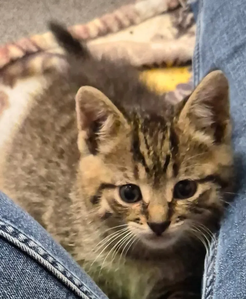 A baby medium-sized male Tabby (Brown / Chocolate) Domestic Short Hair cat named Franklin for adoption in Tomah, WI