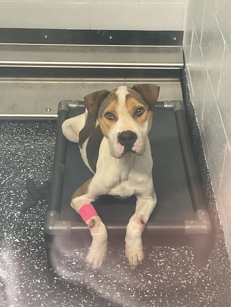 An adult large-sized male Tricolor (Brown, Black, & White) Mixed Breed dog named Diesel for adoption in Jackson, TN