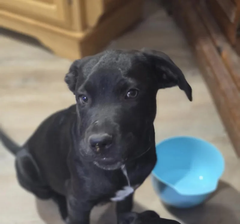 Cocoa thumbnail 2