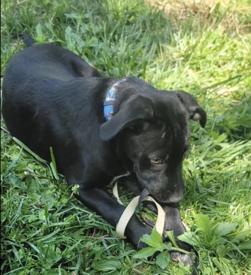 Cocoa thumbnail 4