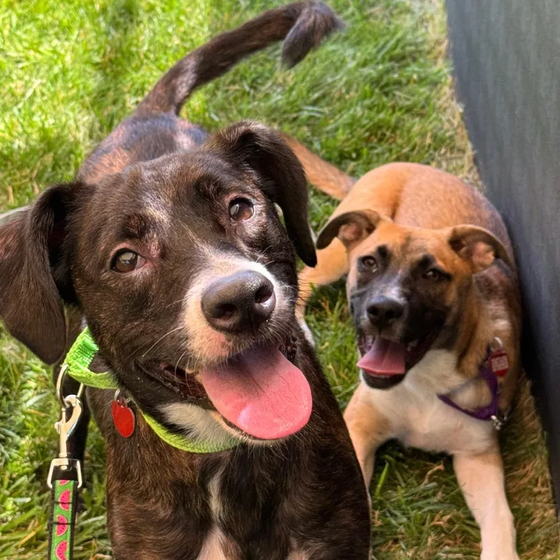 An adult medium-sized female Brindle Mixed Breed dog named Cherry for adoption in Wheeling, IL